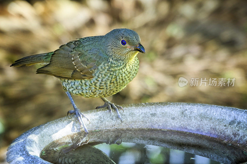 缎纹园丁鸟(Ptilonorhynchus violaceus)